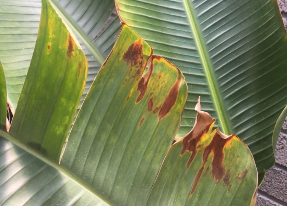 天堂鳥葉子枯黃