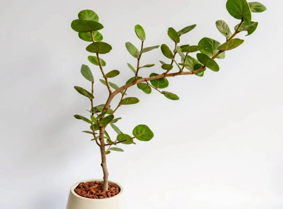 家居顏色搭配 家居顏色搭配