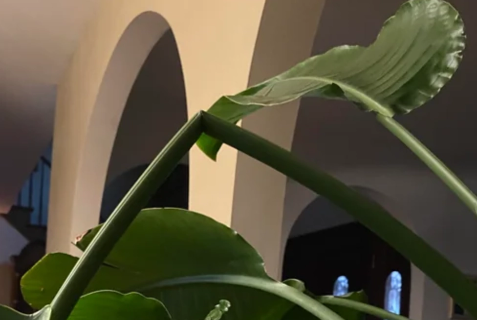 天堂鳥莖部修復