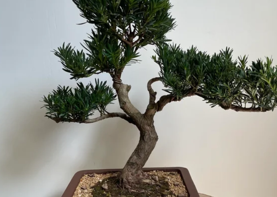 羅漢松養護肥料