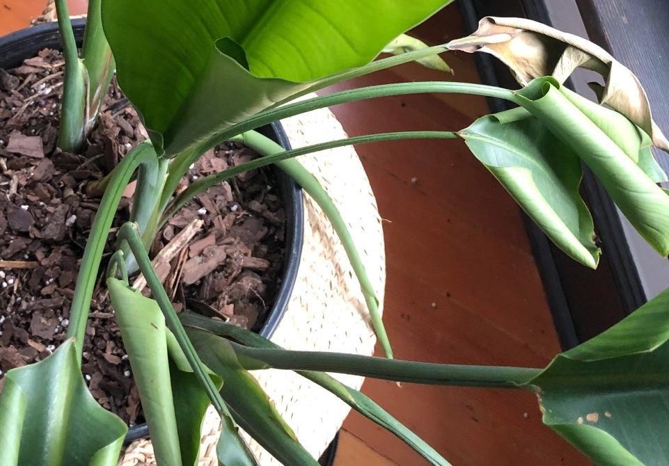 天堂鳥葉子捲曲原因