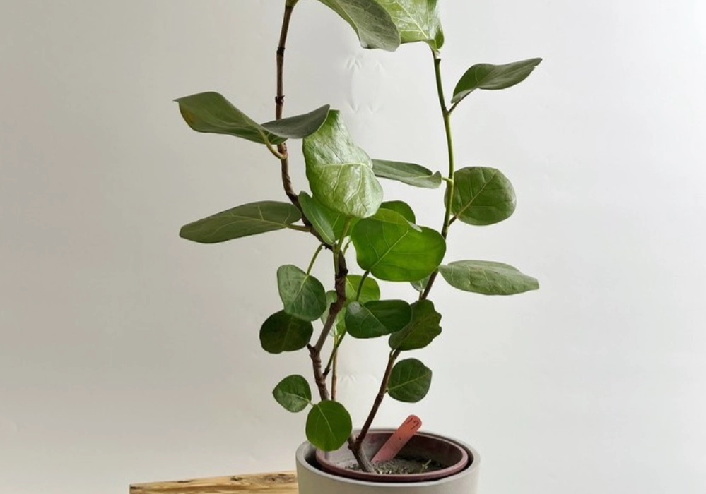 海葡萄盆栽 海葡萄盆栽