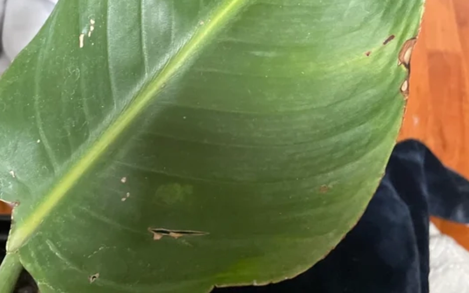 天堂鳥葉子枯黃