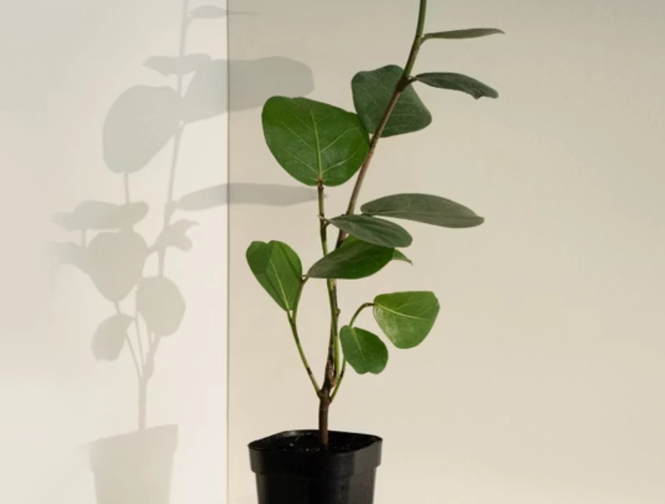 海葡萄 養護 方法 海葡萄 養護 方法