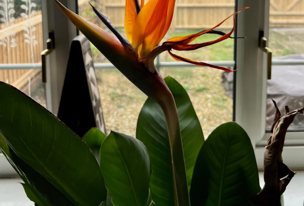 天堂鳥養護技巧