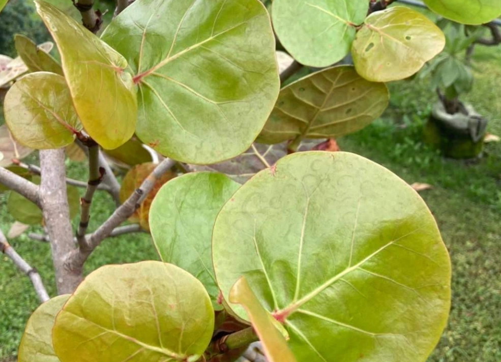 海葡萄 不長葉子 海葡萄 不長葉子