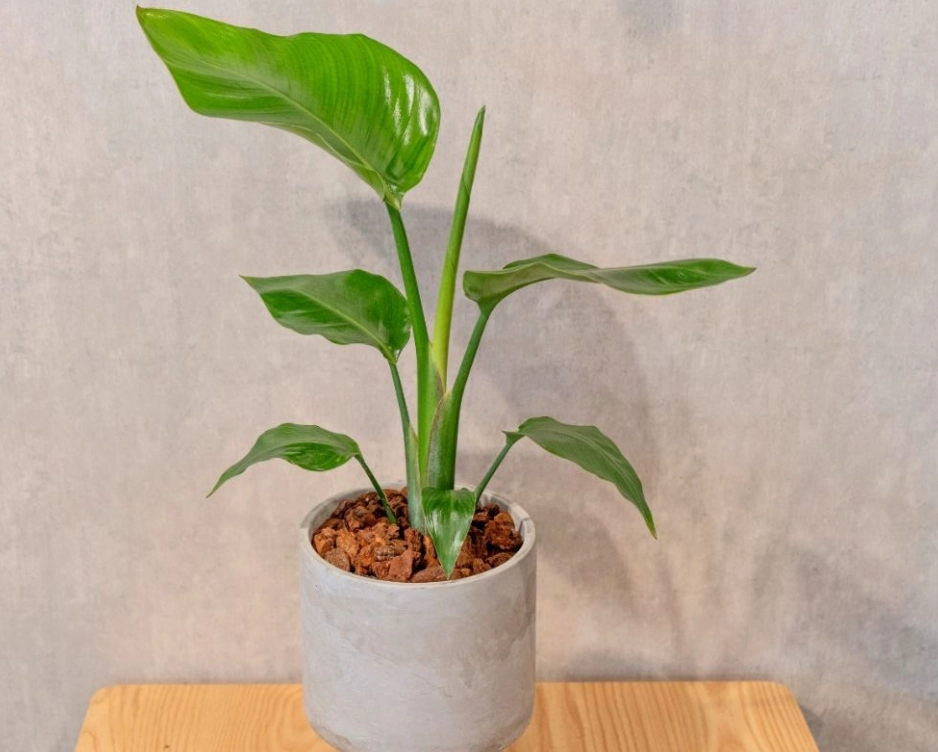 低光照植物養護 低光照植物養護