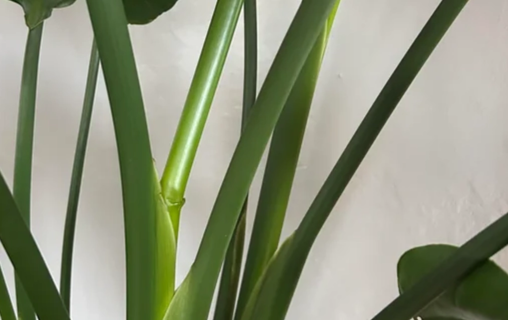 天堂鳥莖部修復