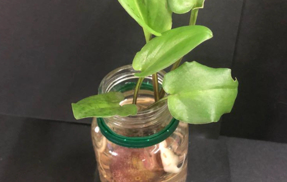 水種泥種比較 水種泥種比較