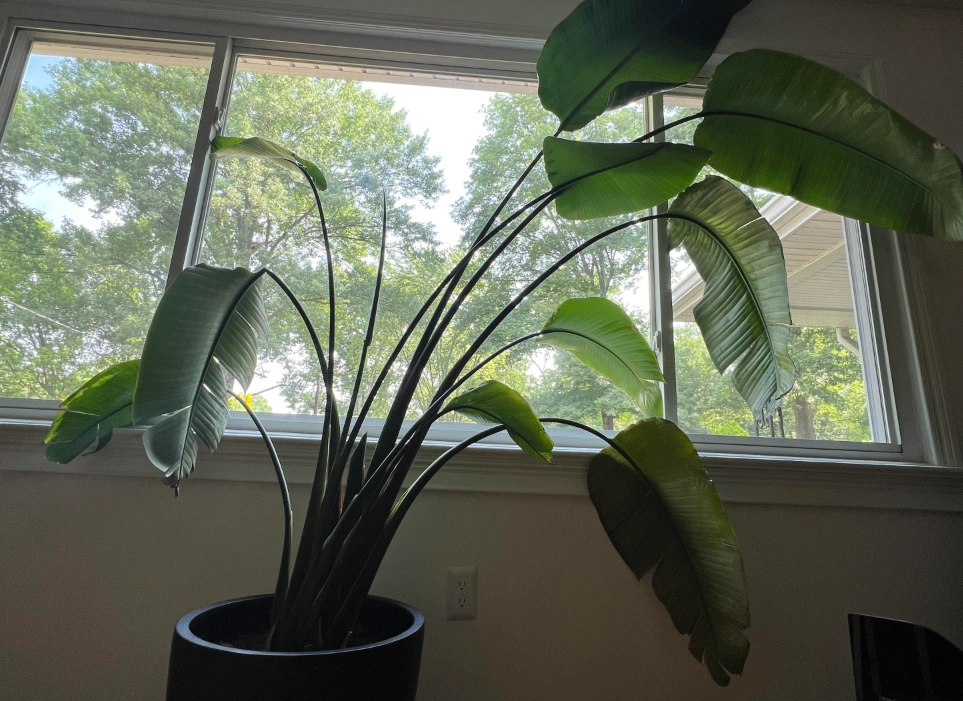 天堂鳥葉子枯黃