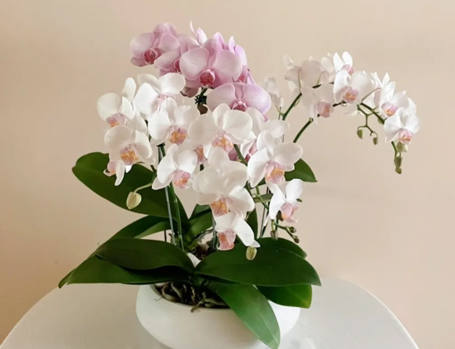 兰花送禮 兰花送禮