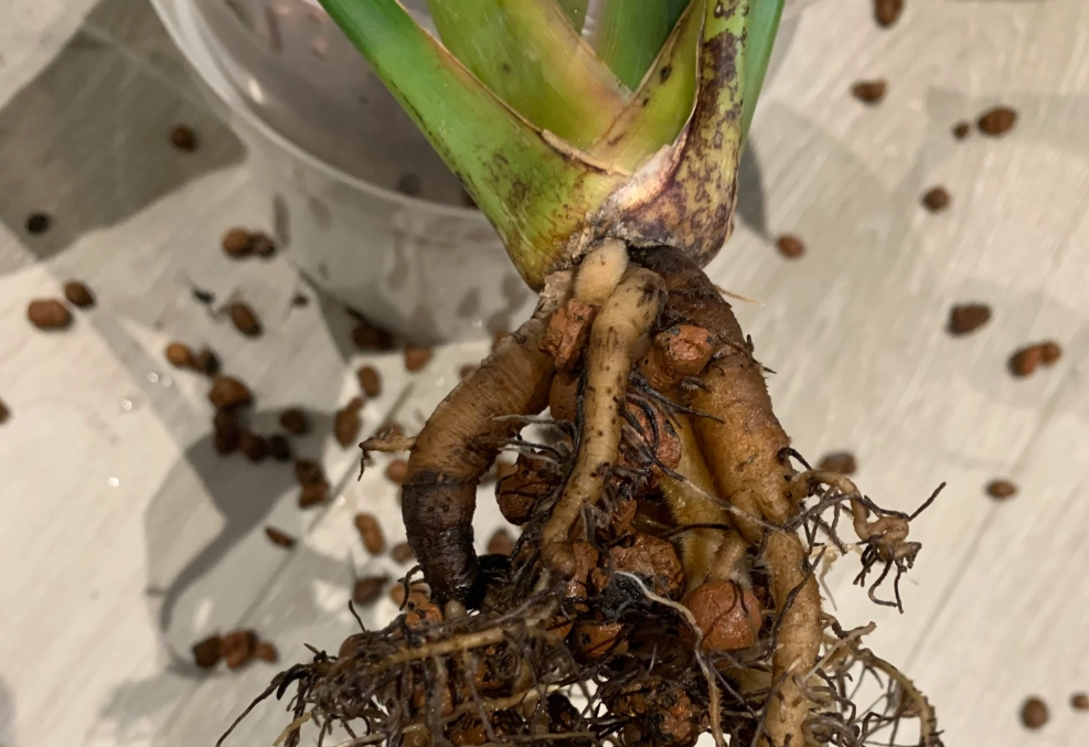 天堂鳥根系照顧