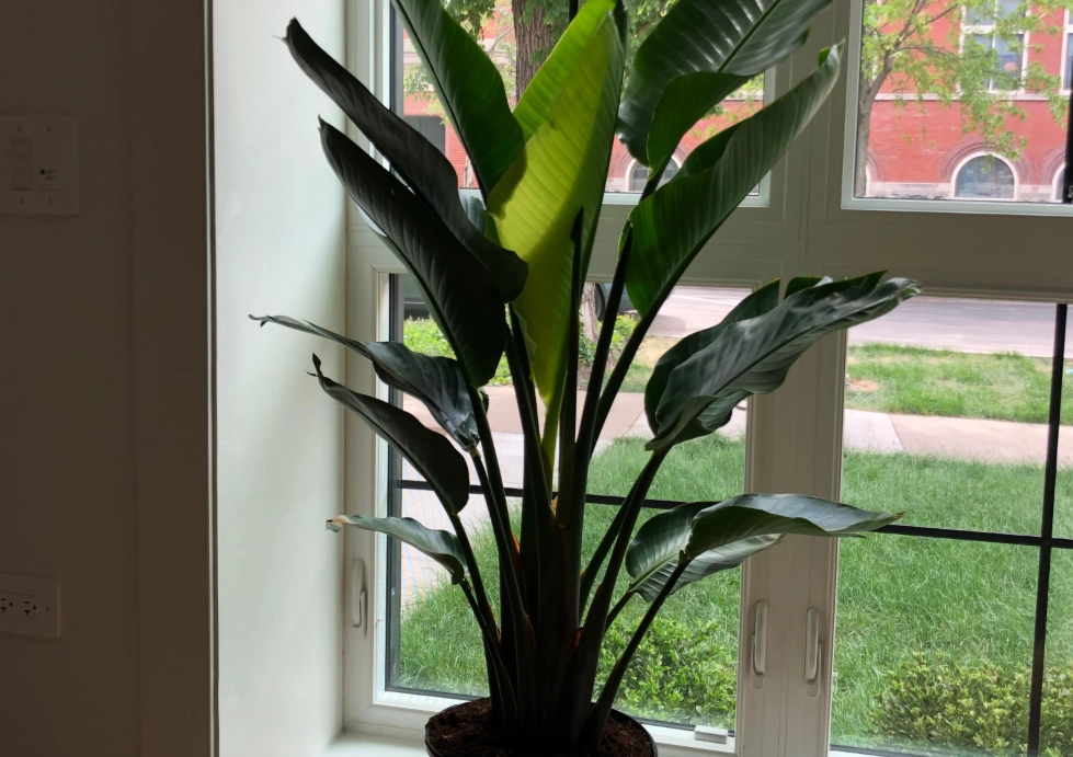 天堂鳥 養護方法 天堂鳥 養護方法