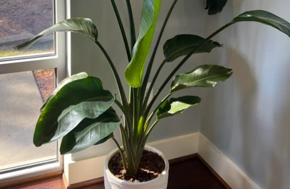 天堂鳥修剪方法