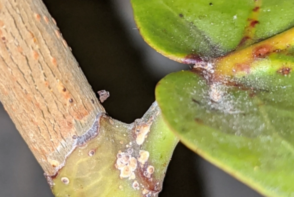 海葡萄病害 海葡萄病害