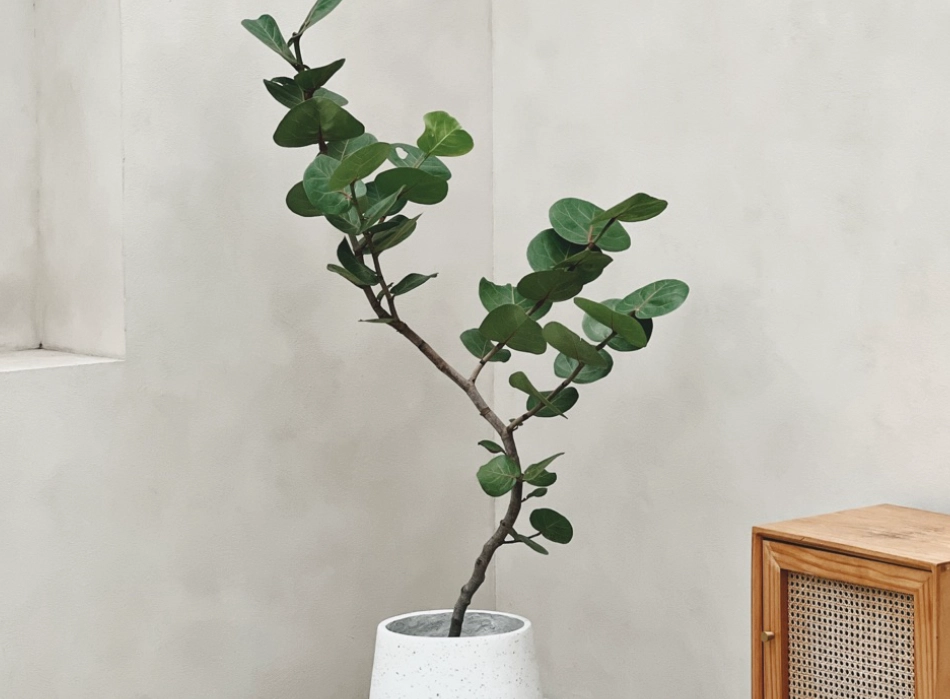 綠植配色 綠植配色