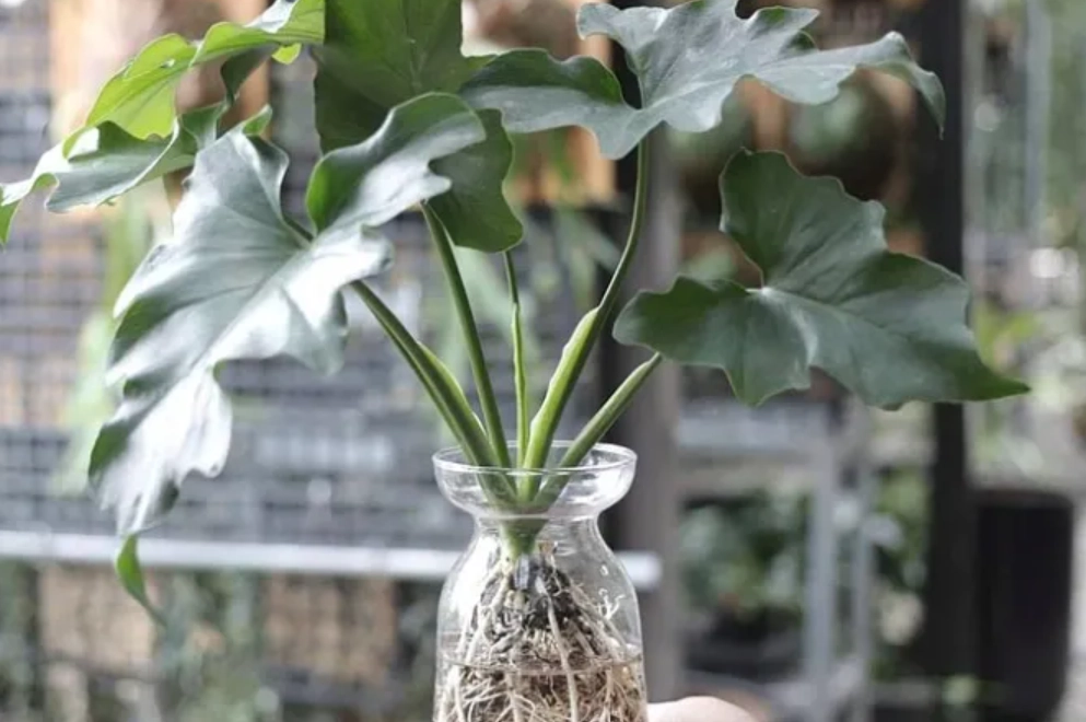 土耕介質選擇 土耕介質選擇