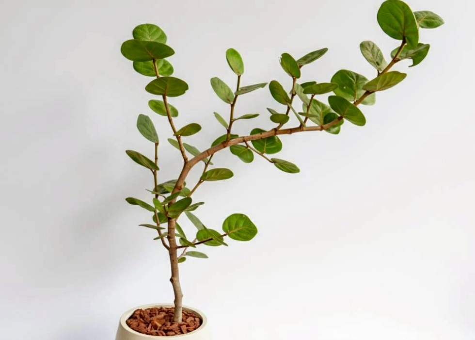 海葡萄盆栽 海葡萄盆栽