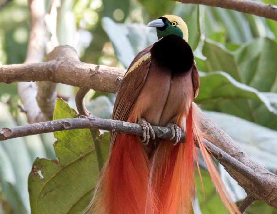 彩虹天堂鳥 台灣