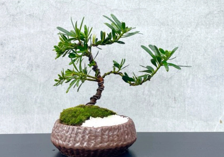 羅漢松修剪教學