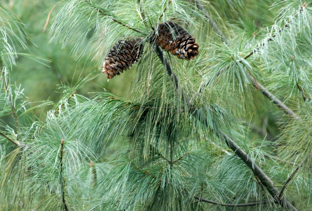 松樹辨識 松樹辨識
