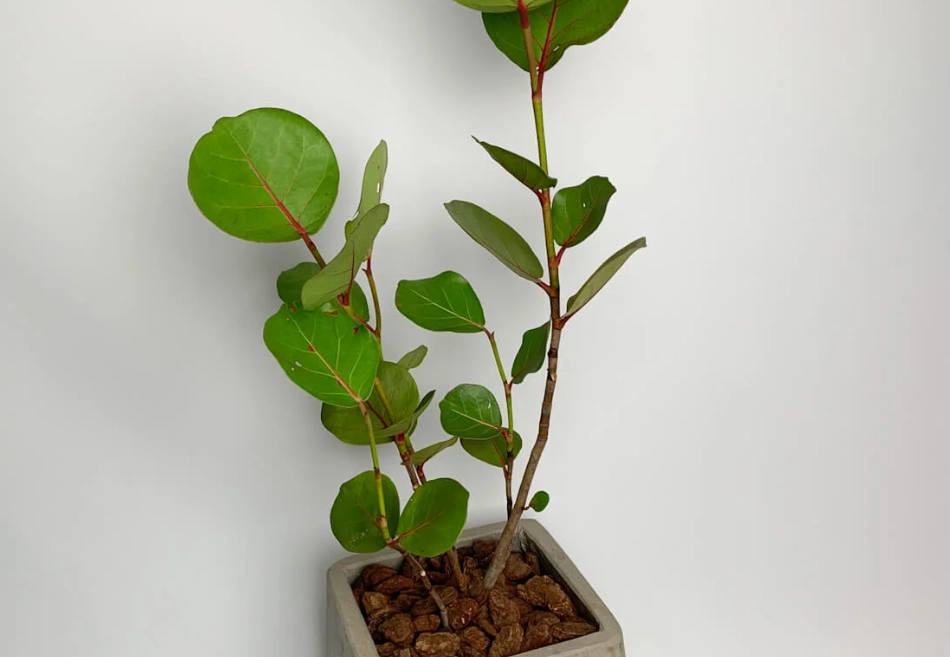 海葡萄 不長葉子 海葡萄 不長葉子