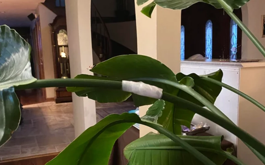 天堂鳥折斷處理