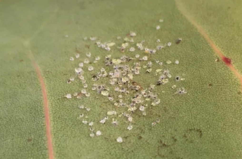 海葡萄病害 海葡萄病害