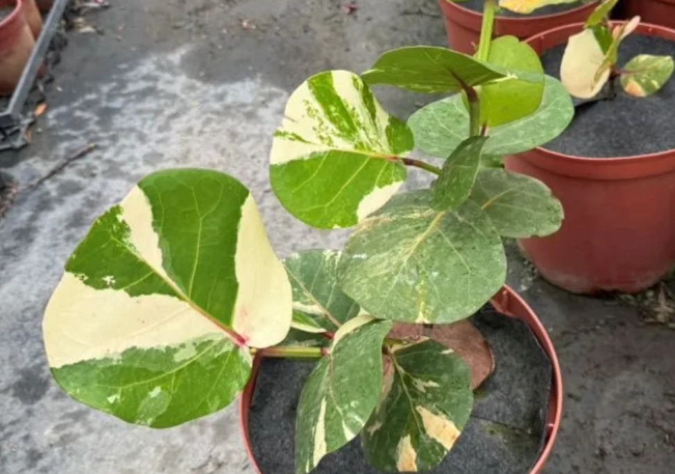 海葡萄 養護 方法