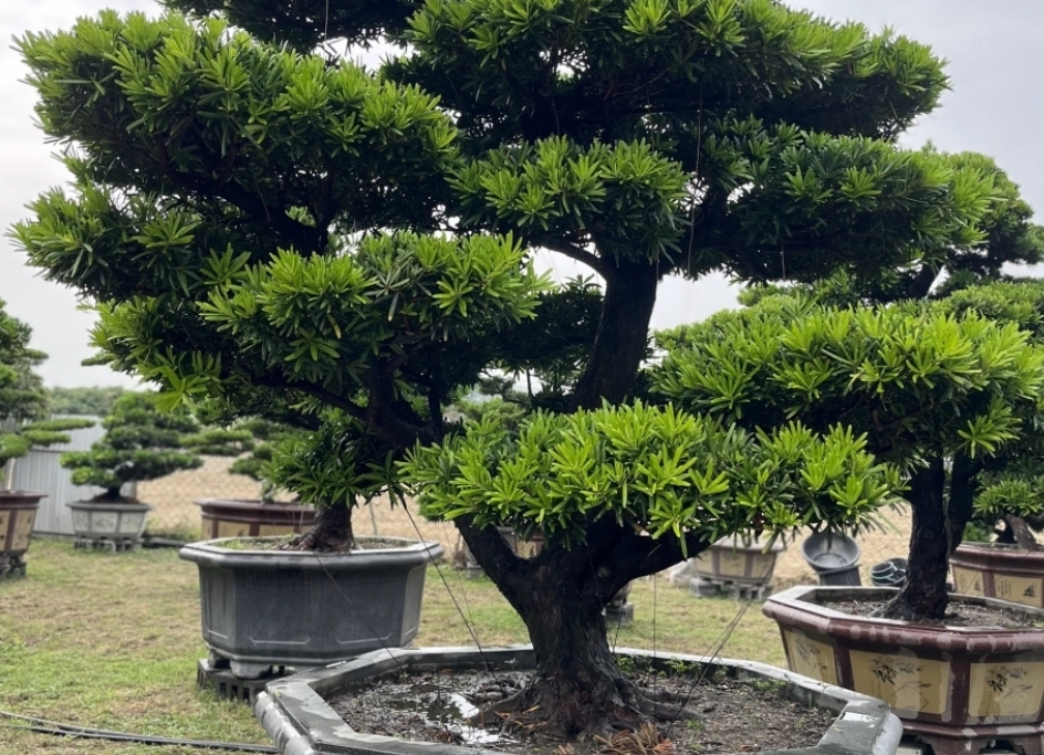 羅漢松 室內種植 羅漢松 室內種植