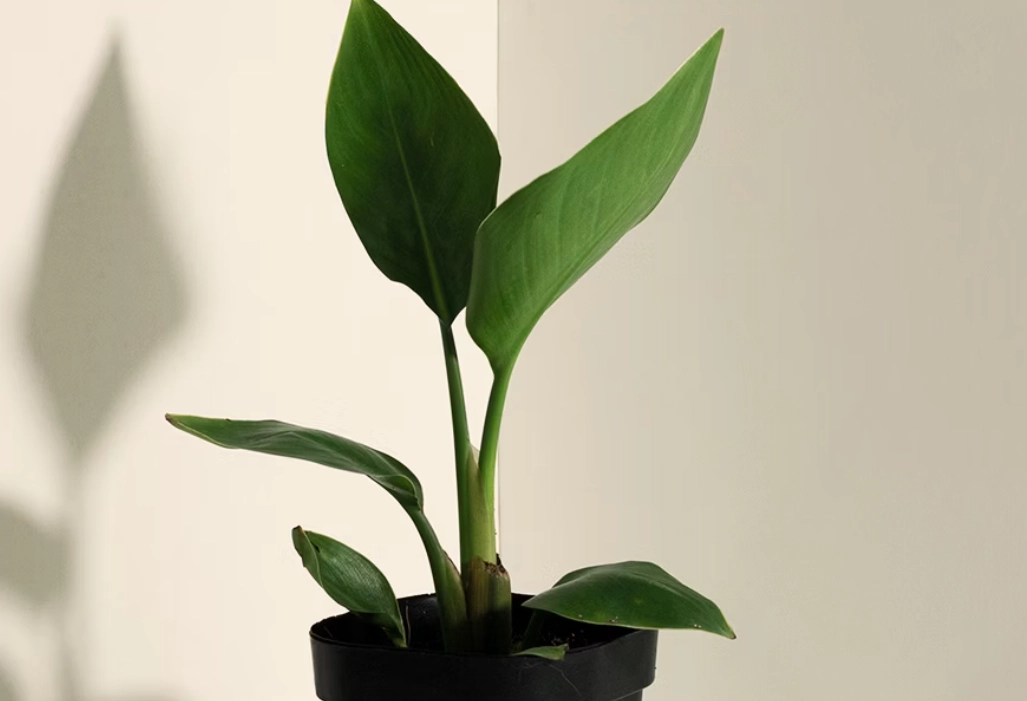 天堂鳥配土 天堂鳥配土