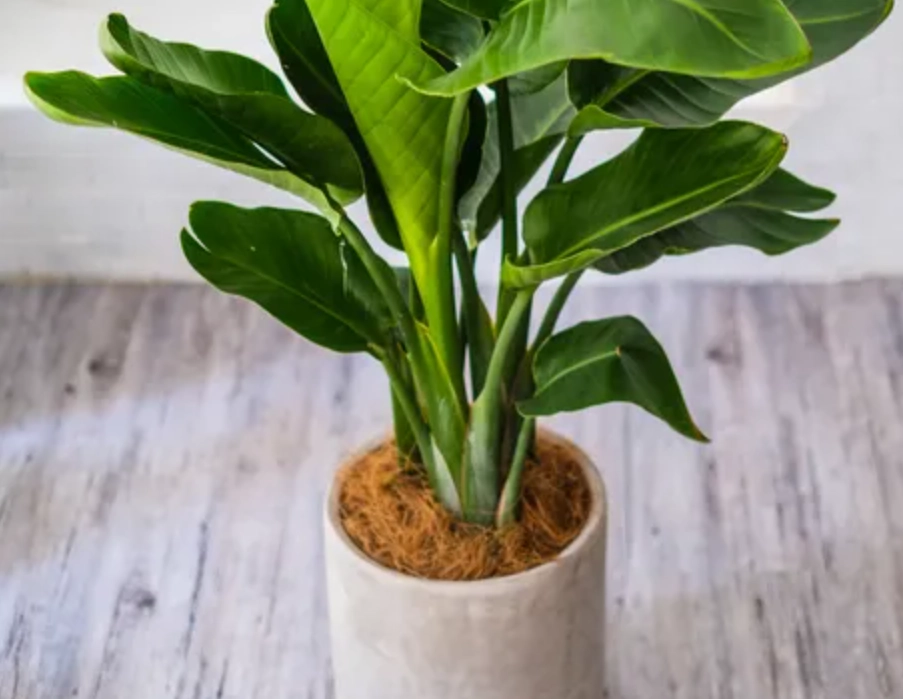 天堂鳥介質 天堂鳥介質