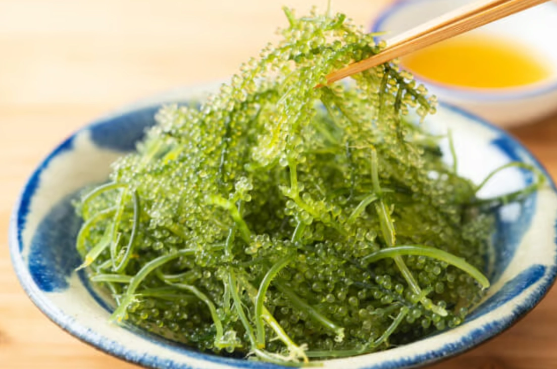 海葡萄 入境 台灣 海葡萄 入境 台灣