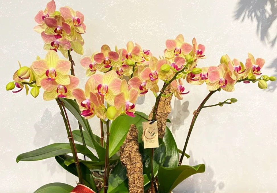 兰花送禮 兰花送禮