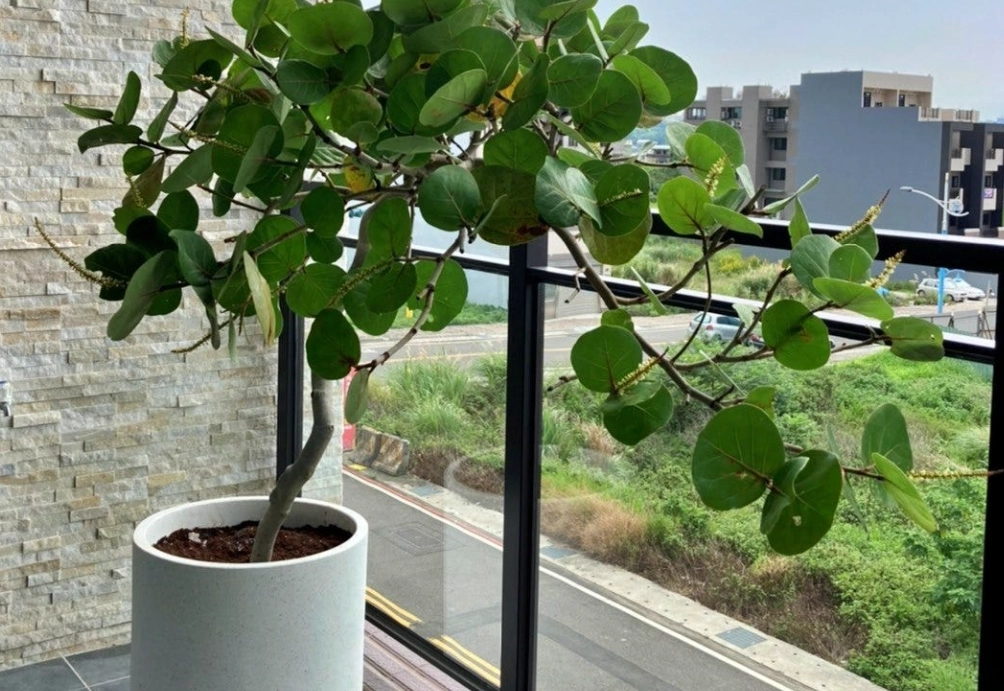 海葡萄樹盆栽 海葡萄樹盆栽