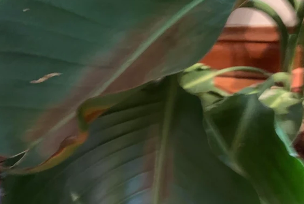 天堂鳥陽光管理 天堂鳥陽光管理