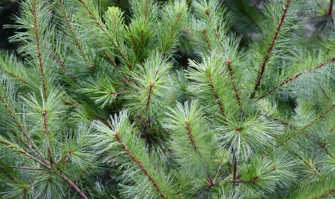 賞松景點 賞松景點