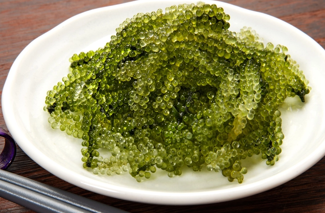 海葡萄怎麼吃 海葡萄怎麼吃