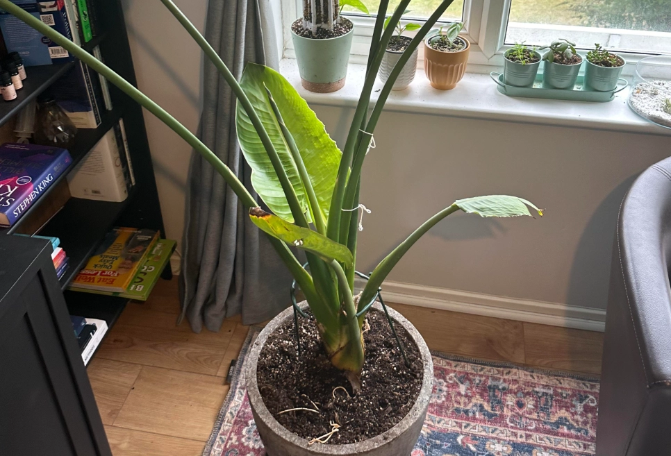 天堂鳥葉子枯黃