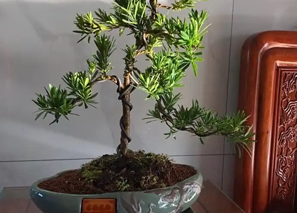 羅漢松 照顧方法 羅漢松 照顧方法