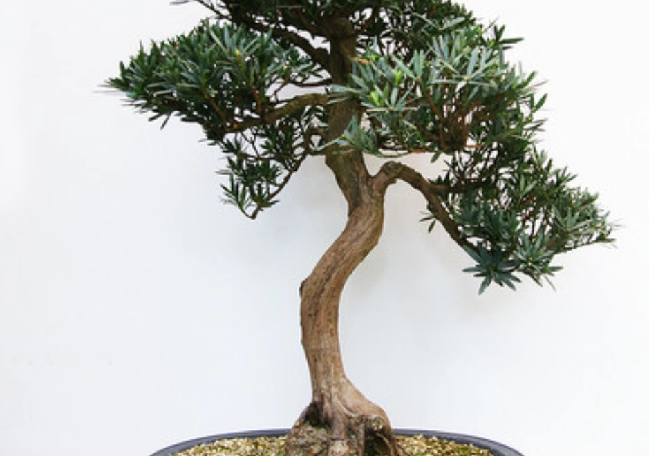 羅漢松施肥方法