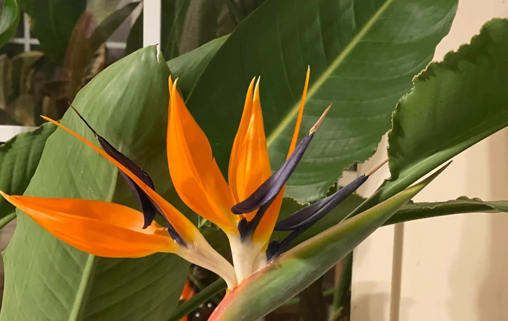 天堂鳥盆栽注意事項