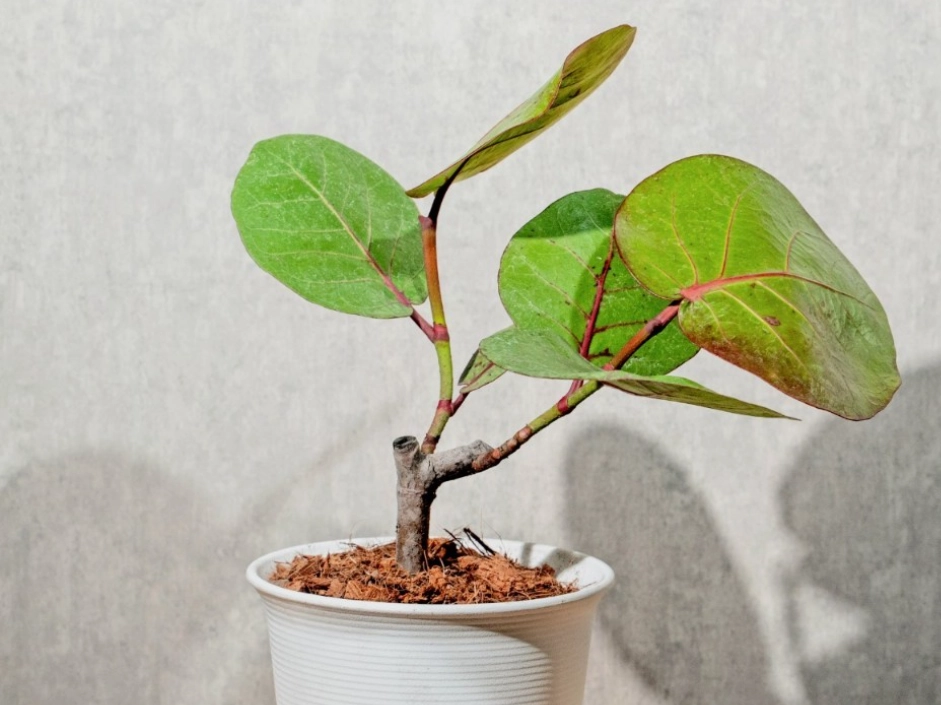 海葡萄照顧方法 海葡萄照顧方法