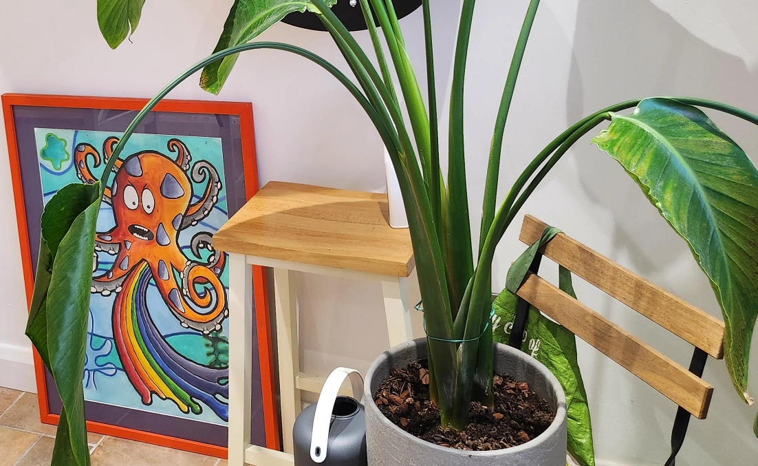 天堂鳥怎麼修剪