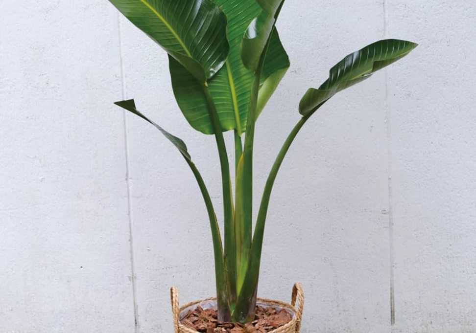 天堂鳥室內種植 天堂鳥室內種植