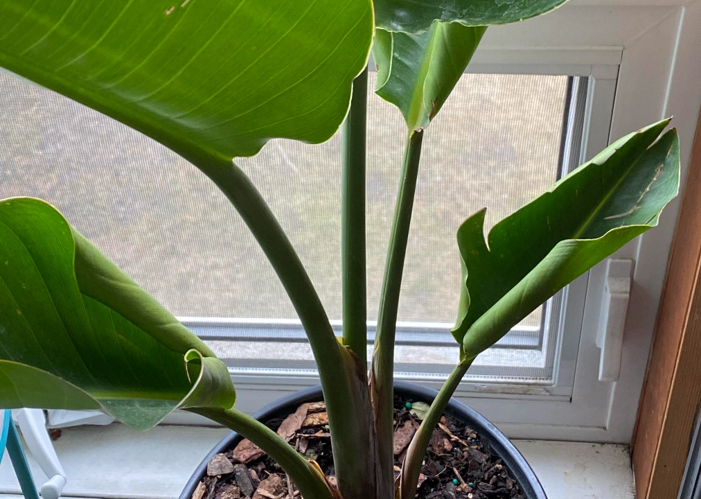 天堂鳥養護技巧