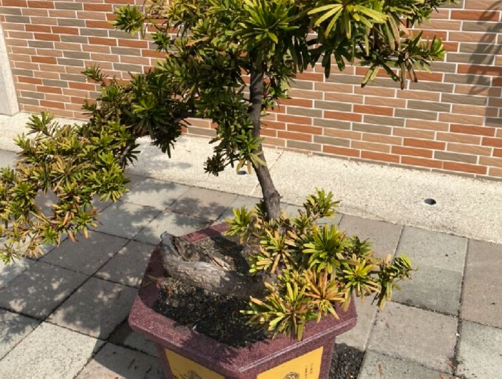 家裡種羅漢松 家裡種羅漢松