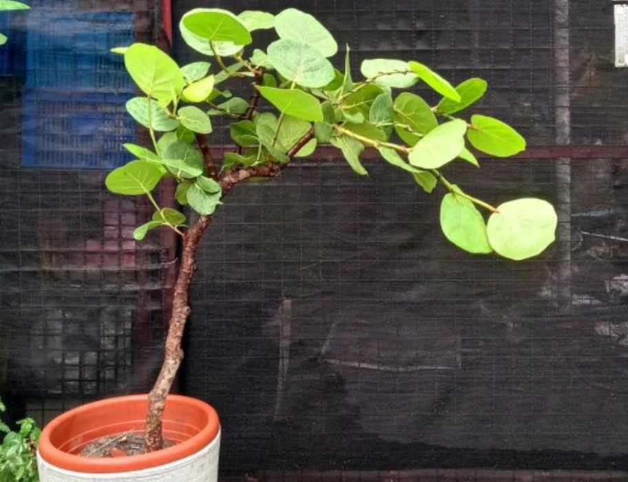 植物造型設計 植物造型設計