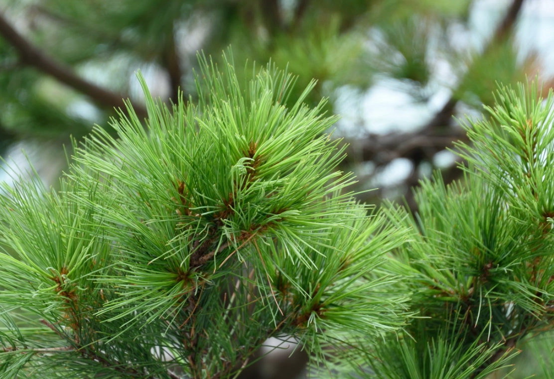台灣原生松樹 台灣原生松樹
