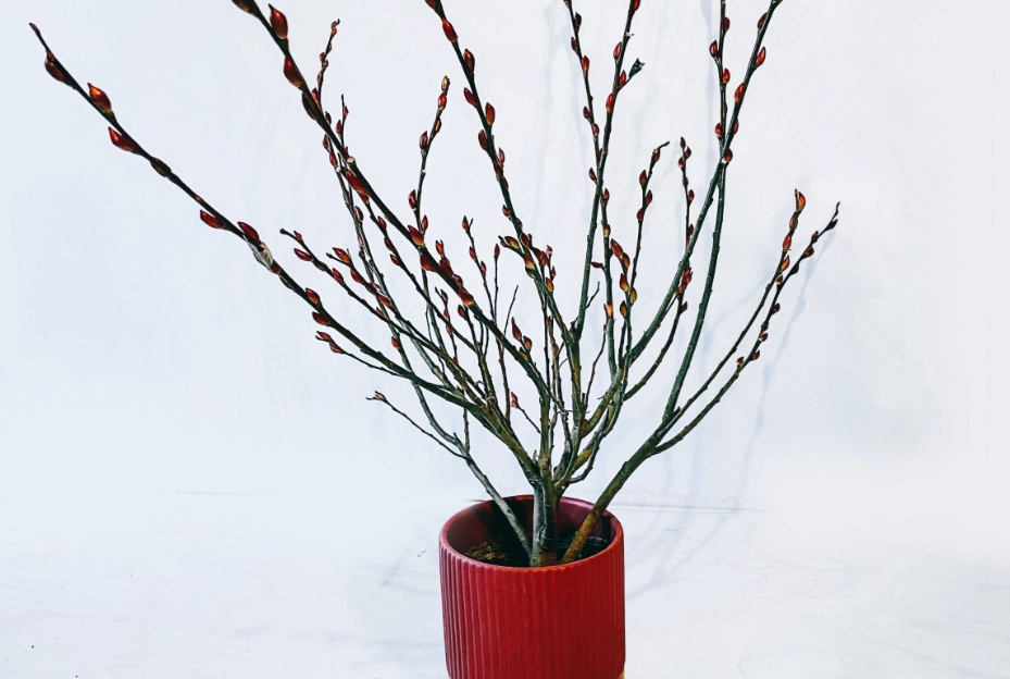 銀柳種植 銀柳種植